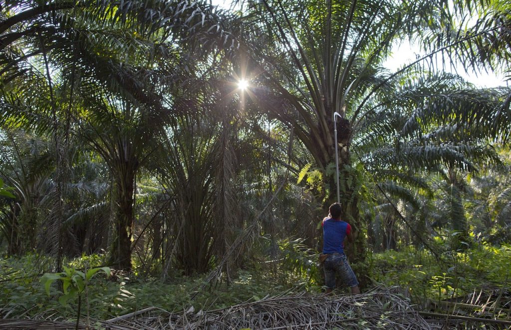 Palm Oil Prices Hit Highest In Over 10 Years Malaysianow